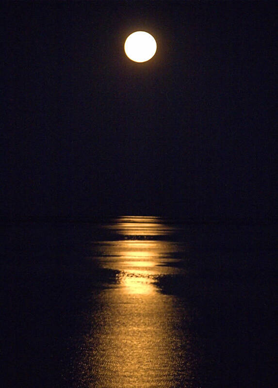 Moonstruck Poster featuring the photograph Moonstruck by Newwwman