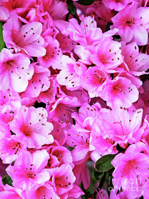 Pink Azaleas Poster featuring the photograph More Pink Azaleas by Larry Oskin