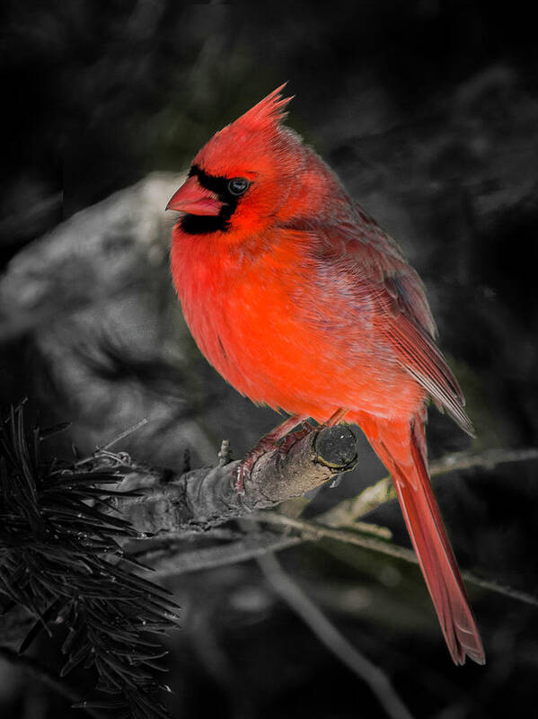 Male Cardinal Poster featuring the photograph Morning Cardinal C by Kenneth Cole