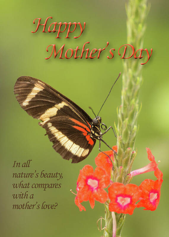 American Southwest Poster featuring the photograph Mother's Day-Butterfly by James Capo