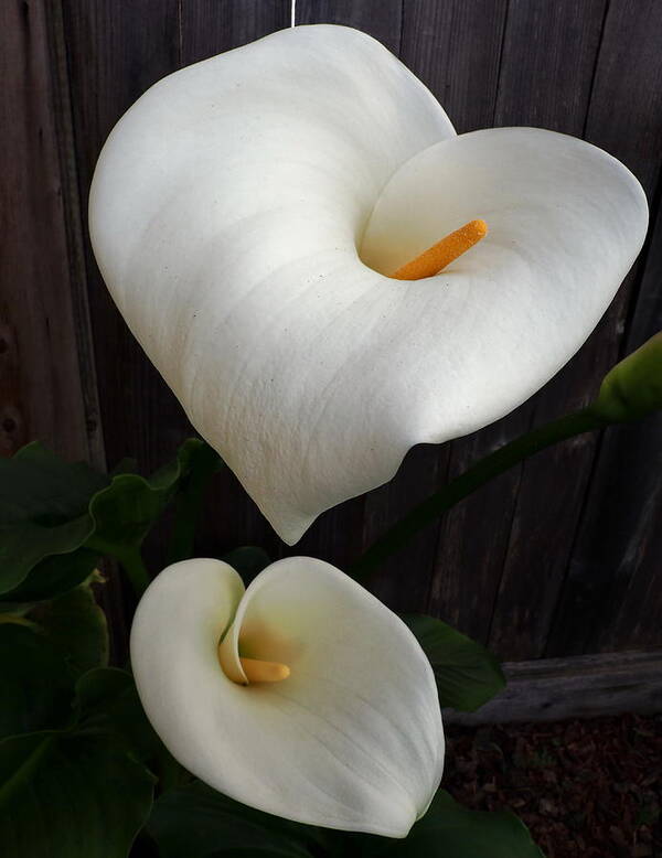 Botanical Poster featuring the photograph My Heart Calla Lilies by Richard Thomas