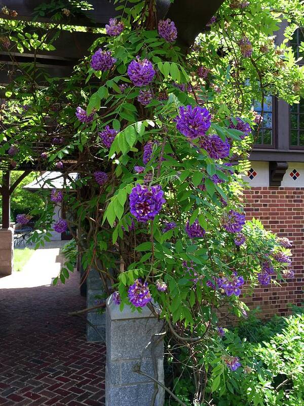 Garden Poster featuring the painting Native Wisteria Vine I by Angela Annas