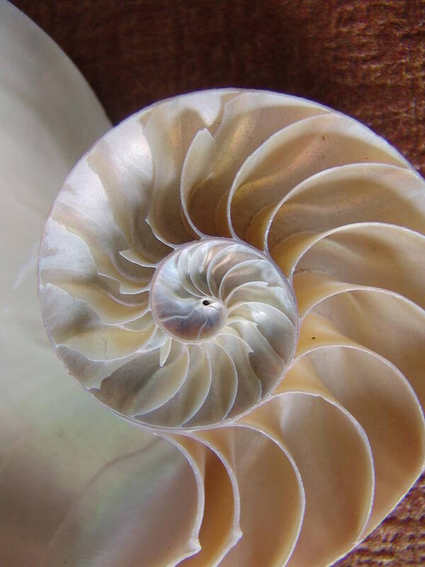 Nature Poster featuring the photograph Nautilus Shell by Florene Welebny