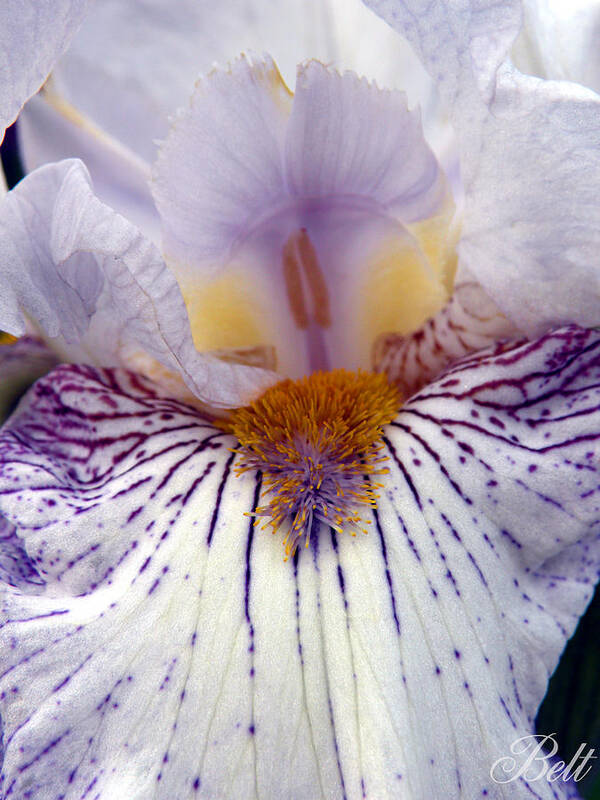 Iris Flower Poster featuring the photograph Nebraska City Iris Girl by Christine Belt