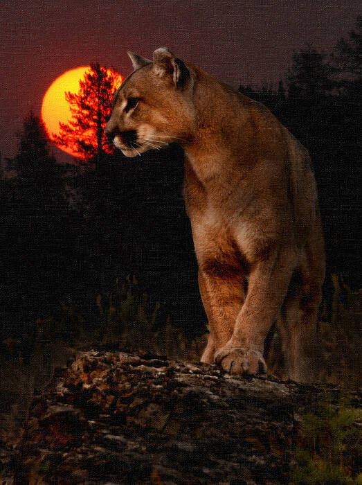 Cougar Poster featuring the photograph Night of the Cougar by Wade Aiken