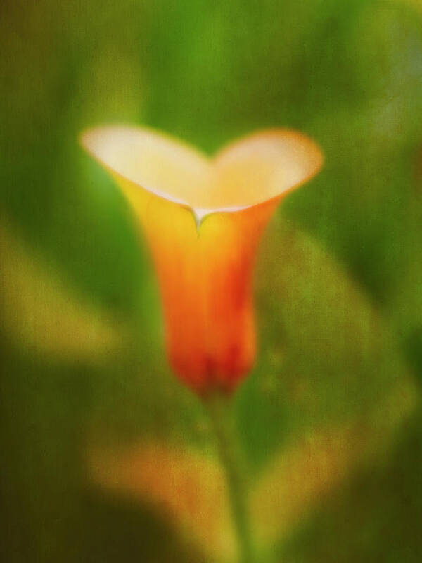 Calla Lily Poster featuring the photograph Offering. by Usha Peddamatham