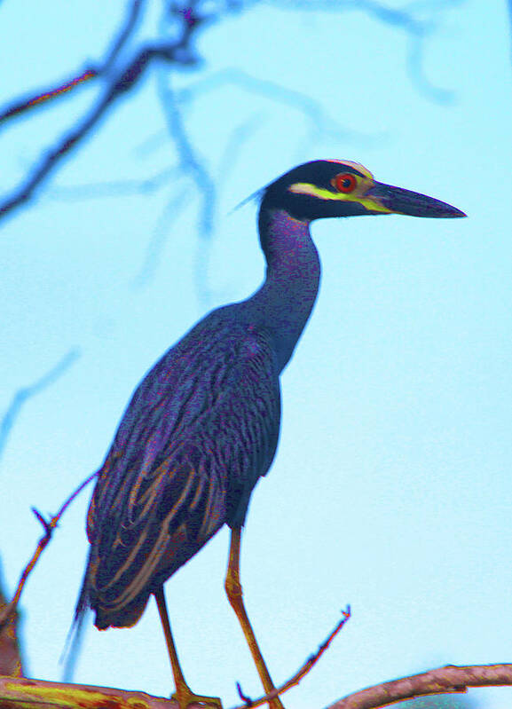 Okefenokee Poster featuring the photograph Okefenokee Bird by Rod Whyte