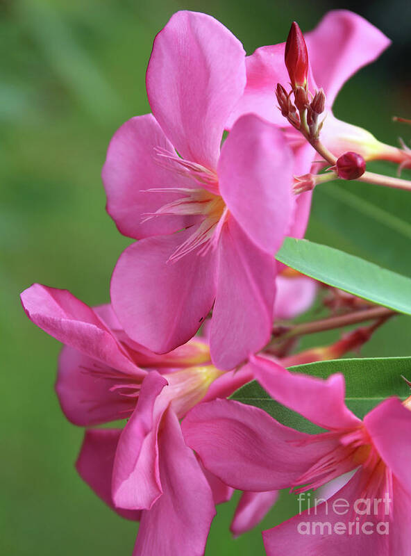 Oleander Poster featuring the photograph Oleander Maresciallo Graziani 2 by Wilhelm Hufnagl