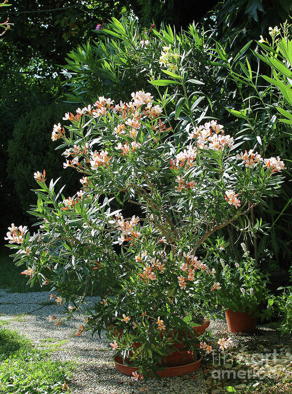 Oleander Poster featuring the photograph Oleander Petite Salmon 4 by Wilhelm Hufnagl