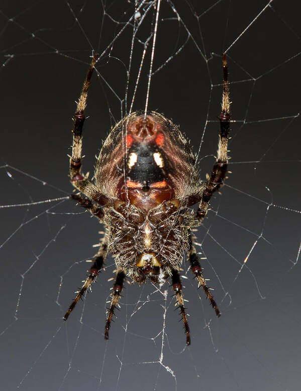 Orb Poster featuring the photograph Orb weaver belly by Shawn Jeffries