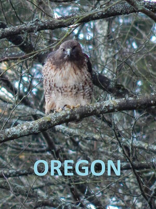 Nature Poster featuring the photograph Oregon Hawk by Gallery Of Hope 