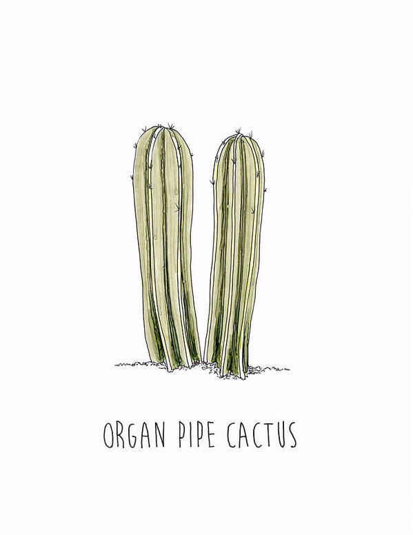 Organ Pipe Cactus Poster featuring the drawing Organ Pipe Cactus by Shanon Rifenbery