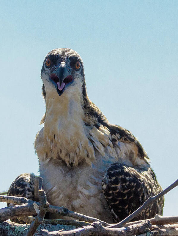 20160625 Poster featuring the photograph Osprey Chick Smiles for the Camera Macro by Jeff at JSJ Photography