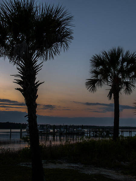Sunset Poster featuring the photograph Palmetto Sky by Dale Powell