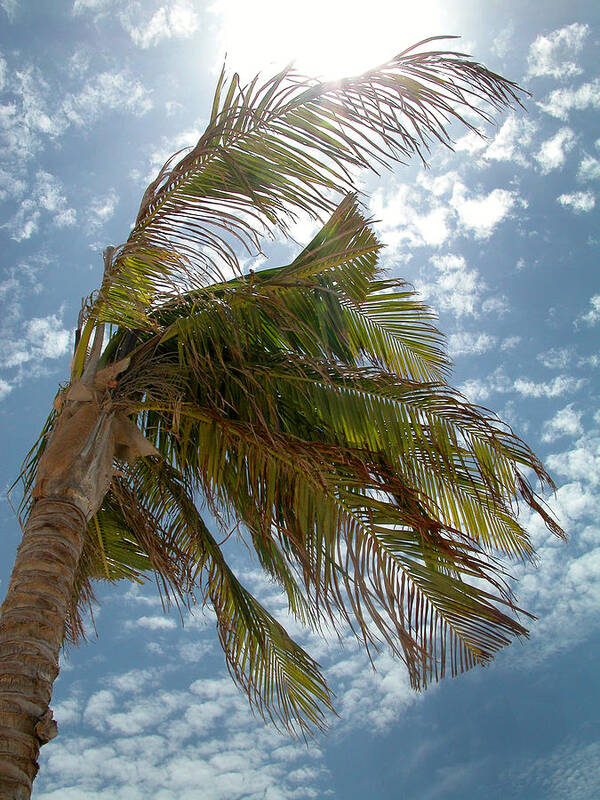 Palm Tree Poster featuring the photograph Palms Against the Sky - Mexico by Frank Mari