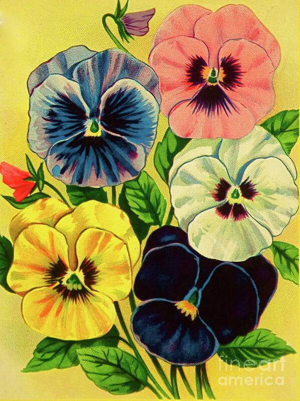 Pansy Flowers Litho Print Poster featuring the photograph Pansy Flowers Print by Robert Birkenes