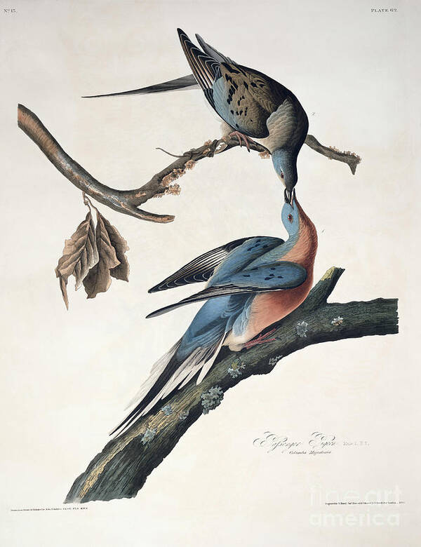 Passenger Pigeon Poster featuring the drawing Passenger Pigeon by John James Audubon