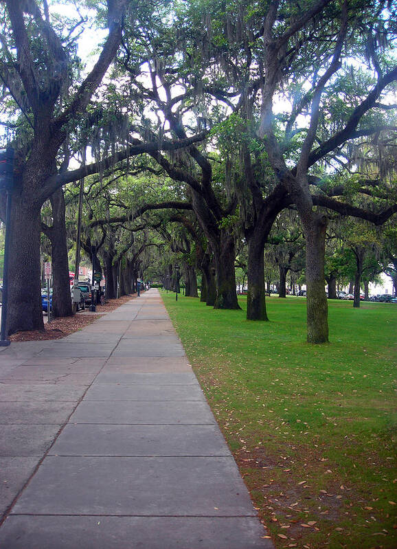 Tree Poster featuring the photograph Path of Beauty by Michael McKenzie