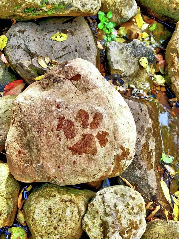 Puppy Poster featuring the photograph Paws on the rocks by Bonny Puckett