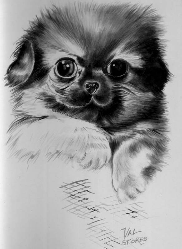 Cute Puppy Poster featuring the painting Pekinese puppy by Val Stokes