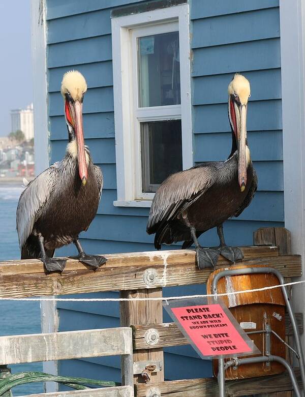 Pelican Poster featuring the photograph Pelican Pals - 3 by Christy Pooschke