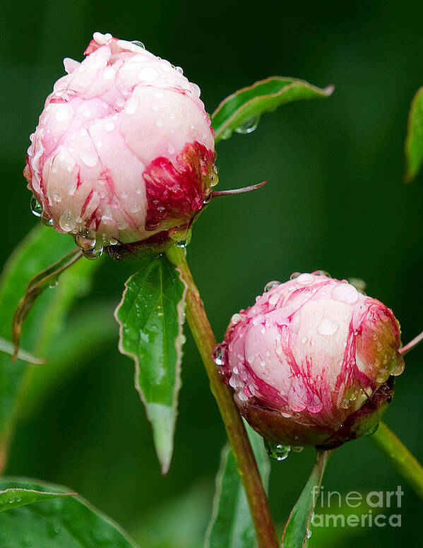 Peony Buds Poster featuring the photograph Peony Buds in the Rain by Ann Jacobson