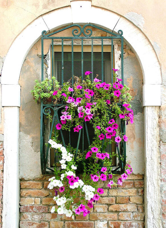 Petunias Poster featuring the photograph Petunias Through Wrought Iron by Donna Corless