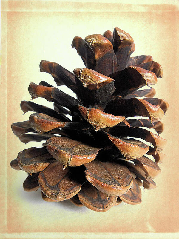 Pine Cone Poster featuring the photograph Pine Cone by Scott Kingery