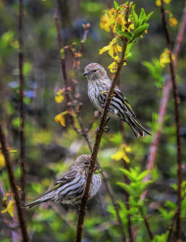 Pine Siskin Poster featuring the photograph Pine Siskin In SOuth Carolina by Bellesouth Studio