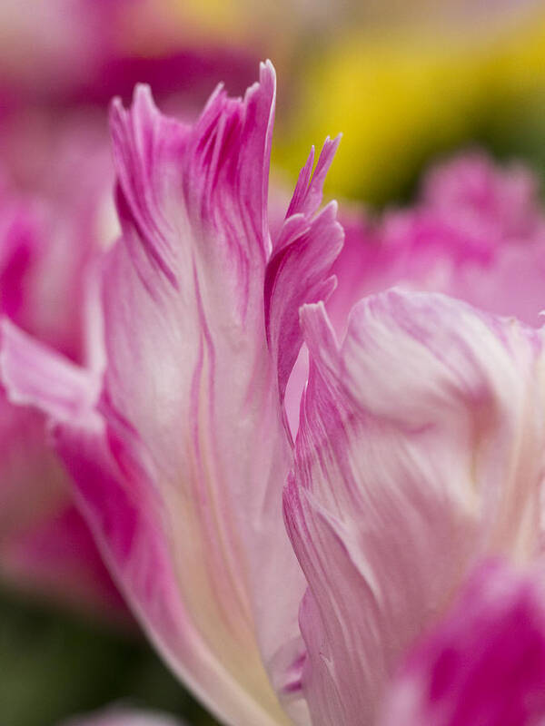 Beauty Poster featuring the photograph Pink Edges by Eggers Photography