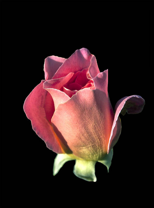 Rose Poster featuring the photograph Pink Rose Bud by Mike Stpehens