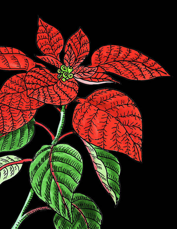 Poinsettia Poster featuring the painting Poinsettia Plant Watercolour by Irina Sztukowski