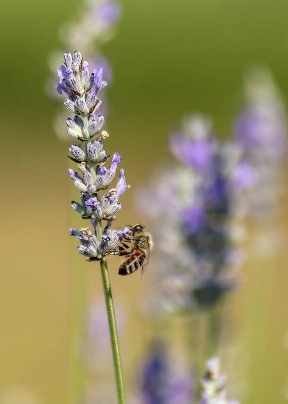 Lavender Poster featuring the photograph Pollinating by Rod Best