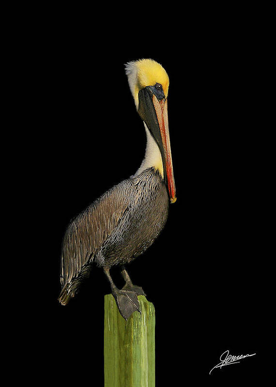 Nature Poster featuring the photograph Portrait of a Pelican II by Phil Jensen