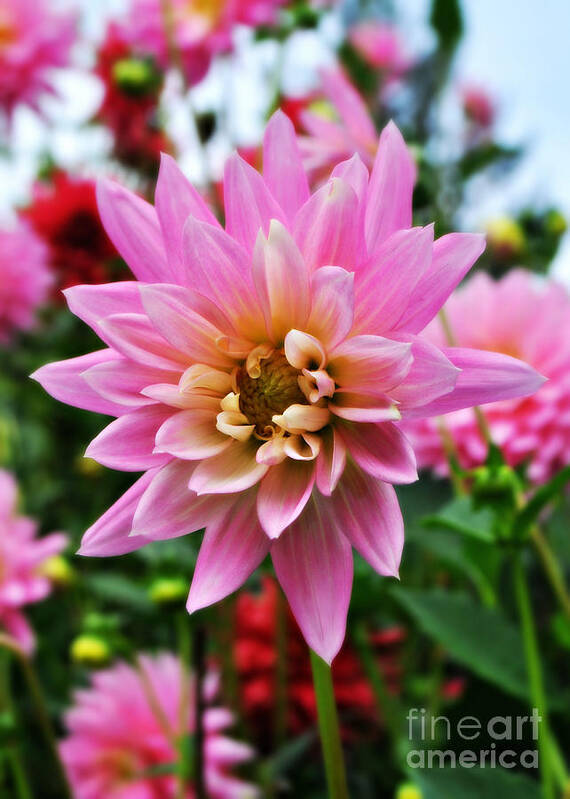 Dahlia Poster featuring the photograph Pretty Pink Dahlia by Mindy Bench