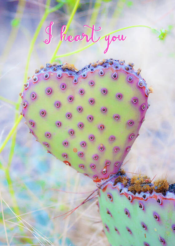 904-874-0876 Poster featuring the photograph Prickly Heart by Karen Stephenson