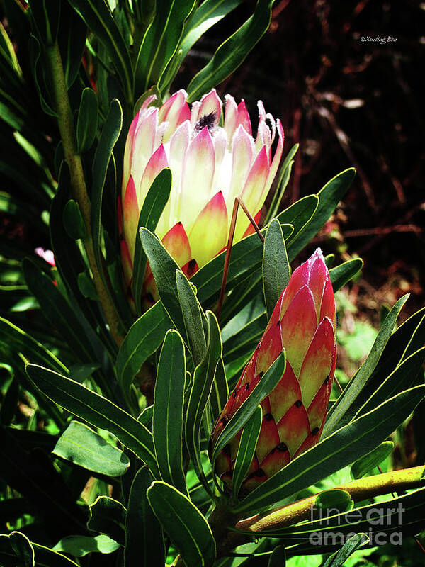 Africa Poster featuring the photograph Protea Flower 3 by Xueling Zou