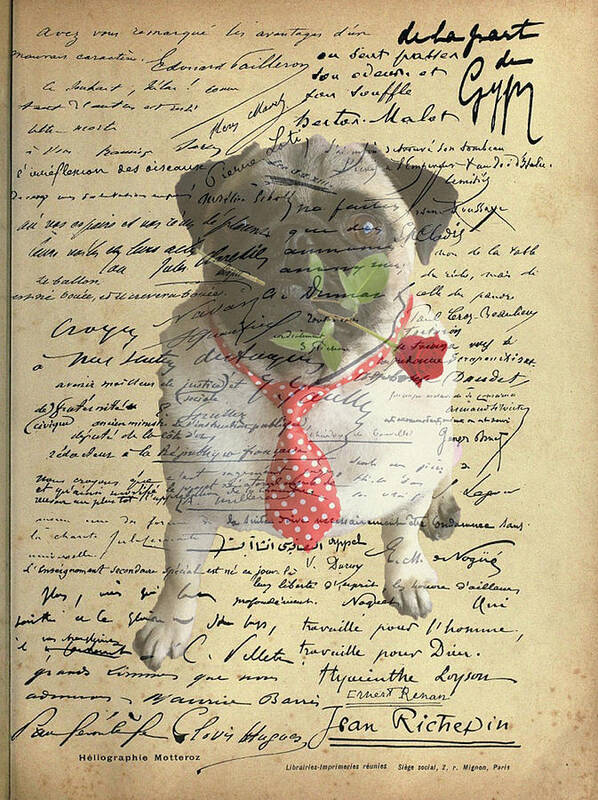 Pug Poster featuring the photograph Pug in Love by Jackson Pearson