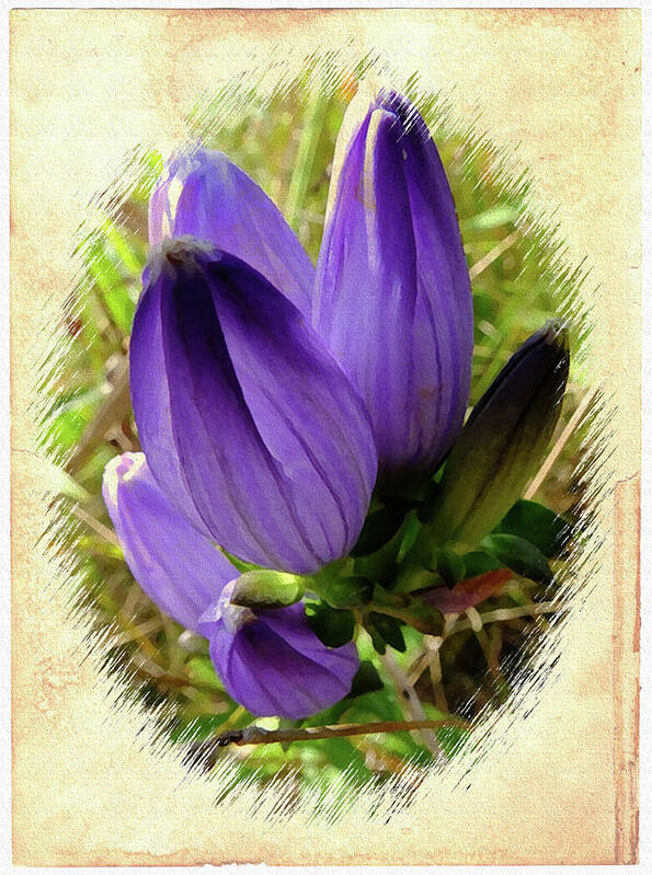 Flower Poster featuring the photograph Bottle Gentian by Scott Kingery