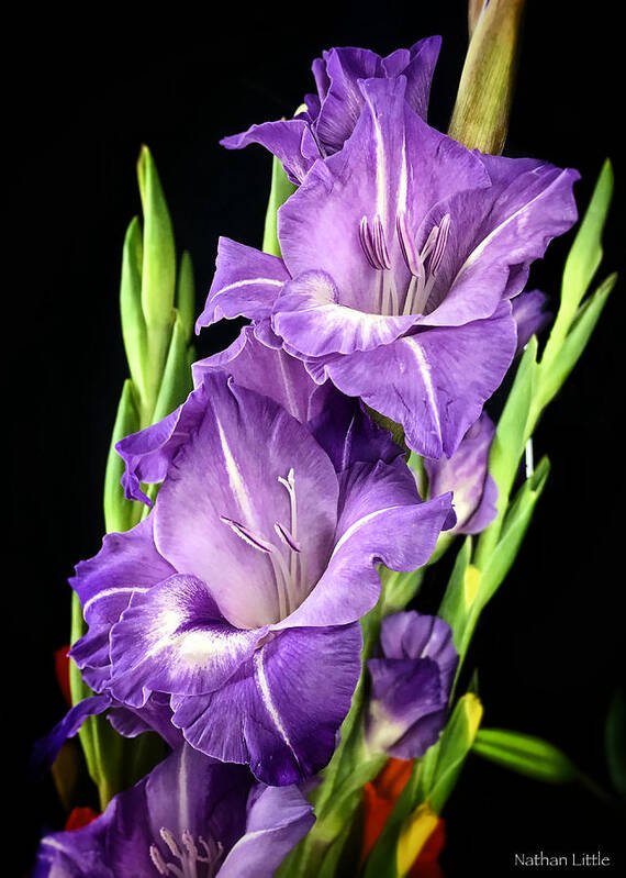 Macro Poster featuring the photograph Purple Flower by Nathan Little
