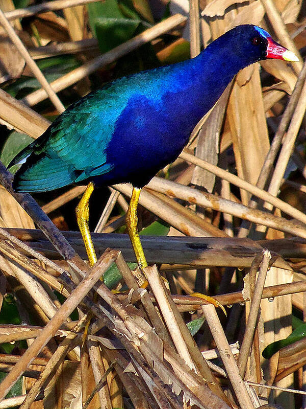 Purple Galinule Poster featuring the photograph Purple Galinule 002 by Christopher Mercer