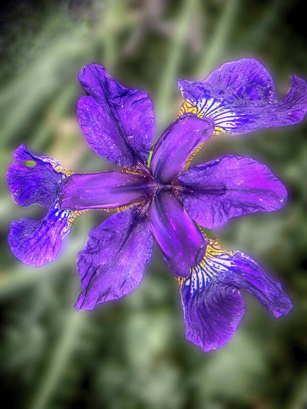 Iris Poster featuring the photograph Purple Iris by Judy Hall-Folde