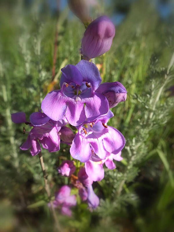 Flower Poster featuring the photograph Purple Vetch by Scott Kingery