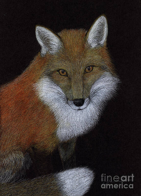 Red Poster featuring the drawing Red Fox by Jackie Irwin
