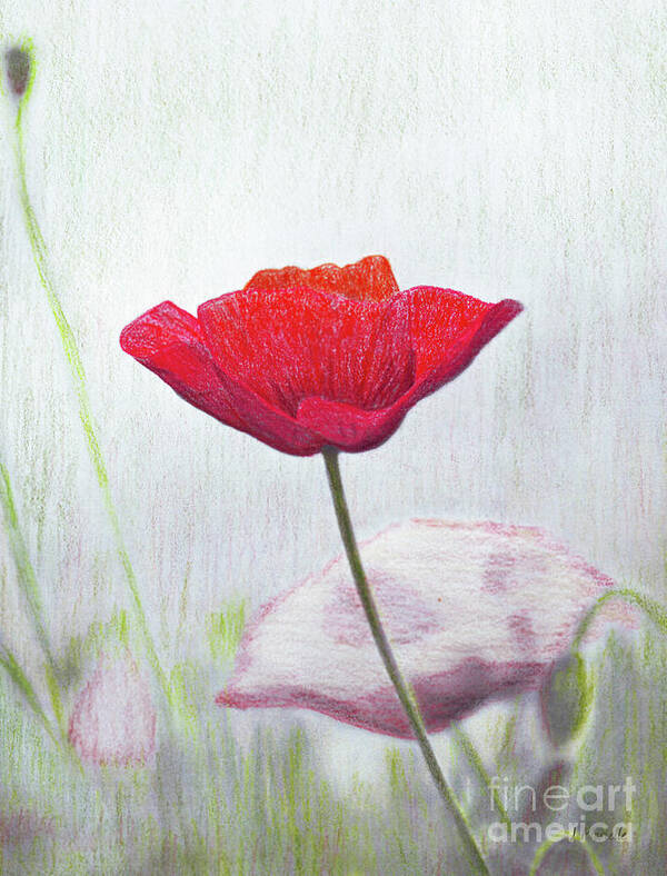 Red Poppy Poster featuring the drawing Red Poppy by J Marielle