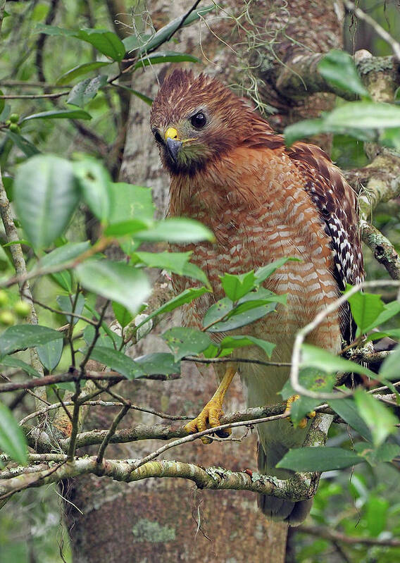 Raptor Poster featuring the photograph Red-shouldered Hawk by Farol Tomson