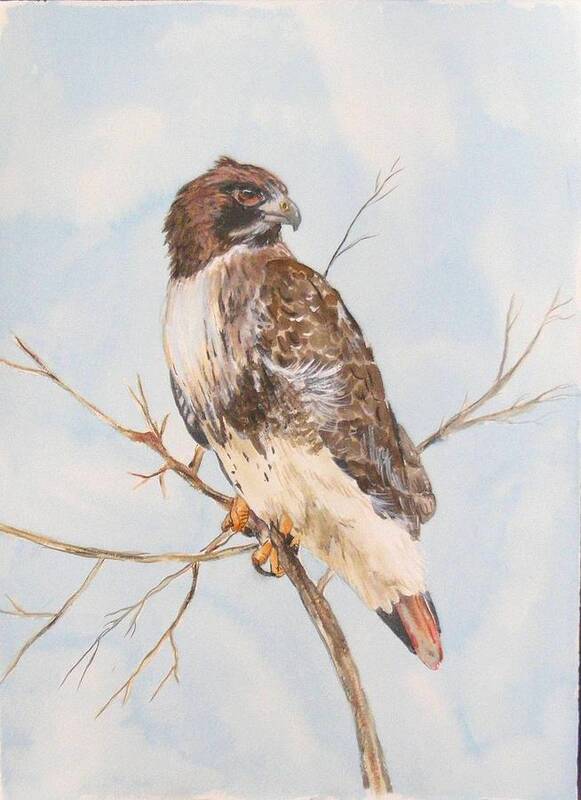  Poster featuring the painting Red Tail Hawk by Diane Ziemski