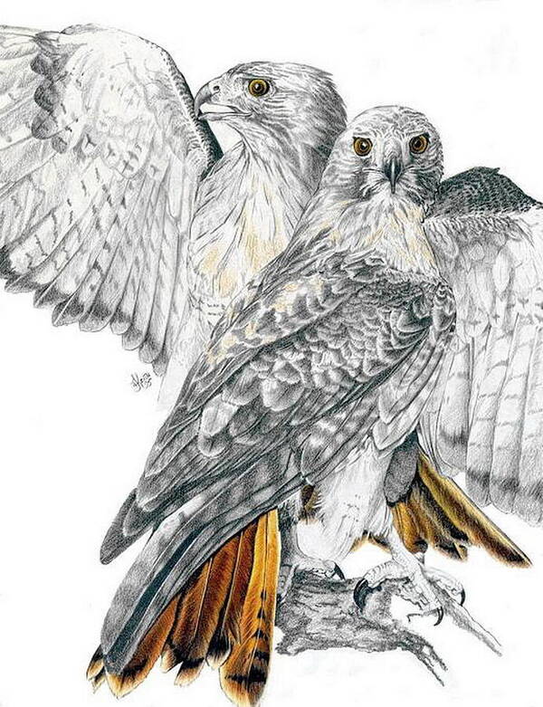 Birds Of Prey Poster featuring the mixed media Red-Tailed Hawk by Barbara Keith