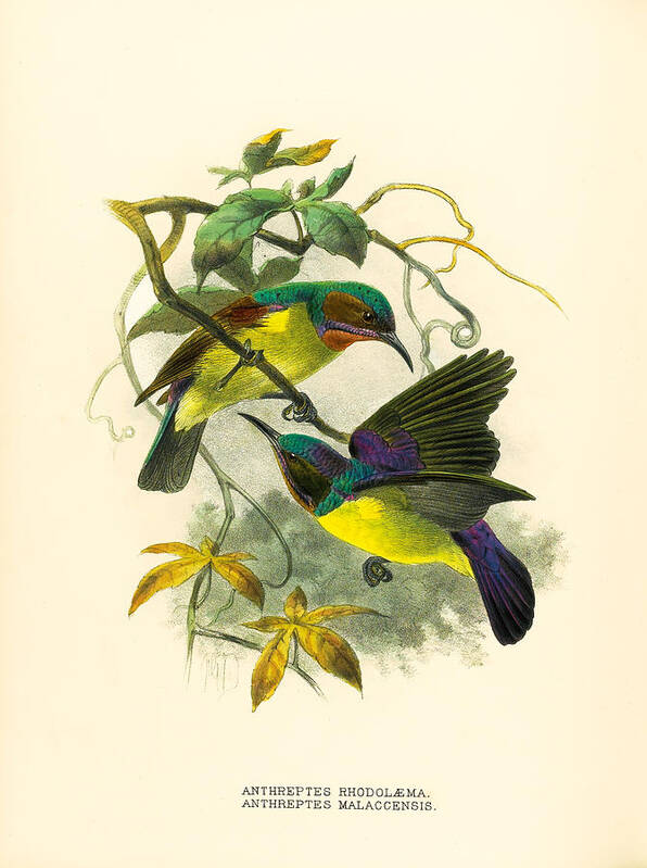 John Gerrard Keulemans Poster featuring the drawing Red-throated and Brown-throated sunbird. Anthreptes rhodolaemus and Anthreptes malacensis by John Gerrard Keulemans