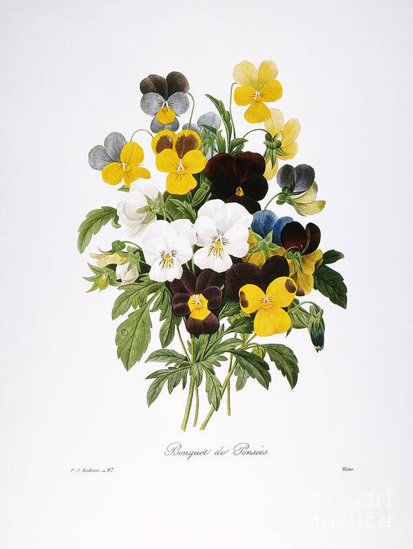 1833 Poster featuring the photograph Redoute: Pansy, 1833 by Granger